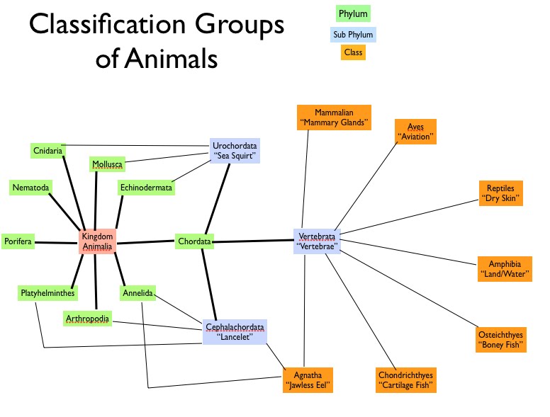 Detail Peta Konsep Vertebrata Nomer 8