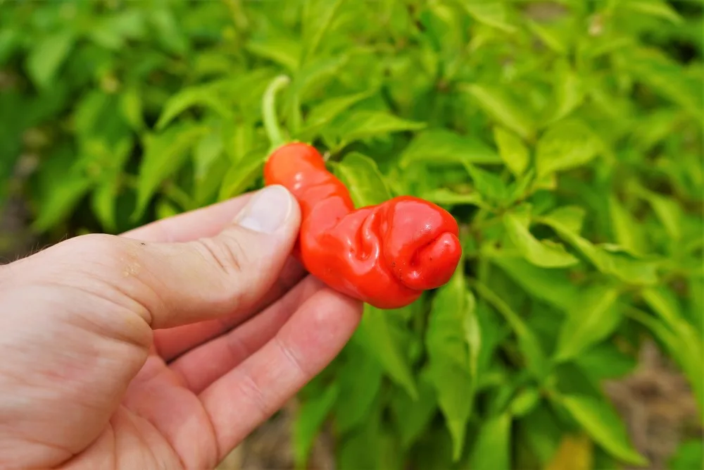 Detail Peter Pepper Seeds Amazon Nomer 22