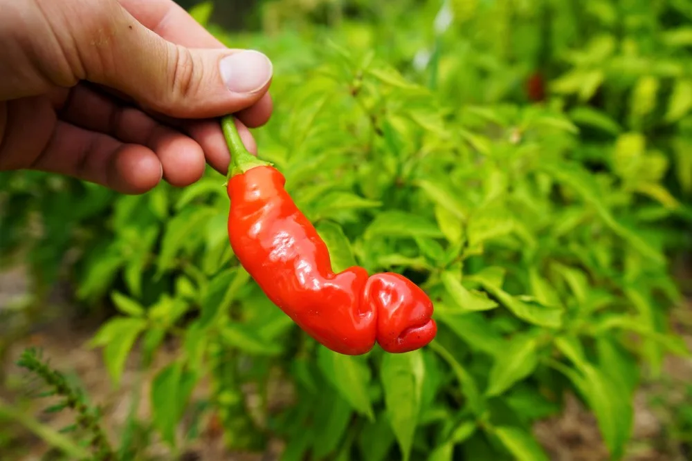 Detail Peter Pepper Seeds Amazon Nomer 8