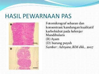 Detail Pewarnaan Periodic Acid Schiff Adalah Nomer 9