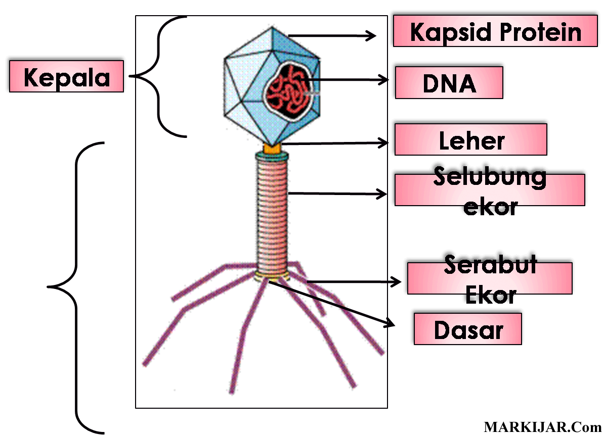 Detail Markijar Cpns Nomer 5