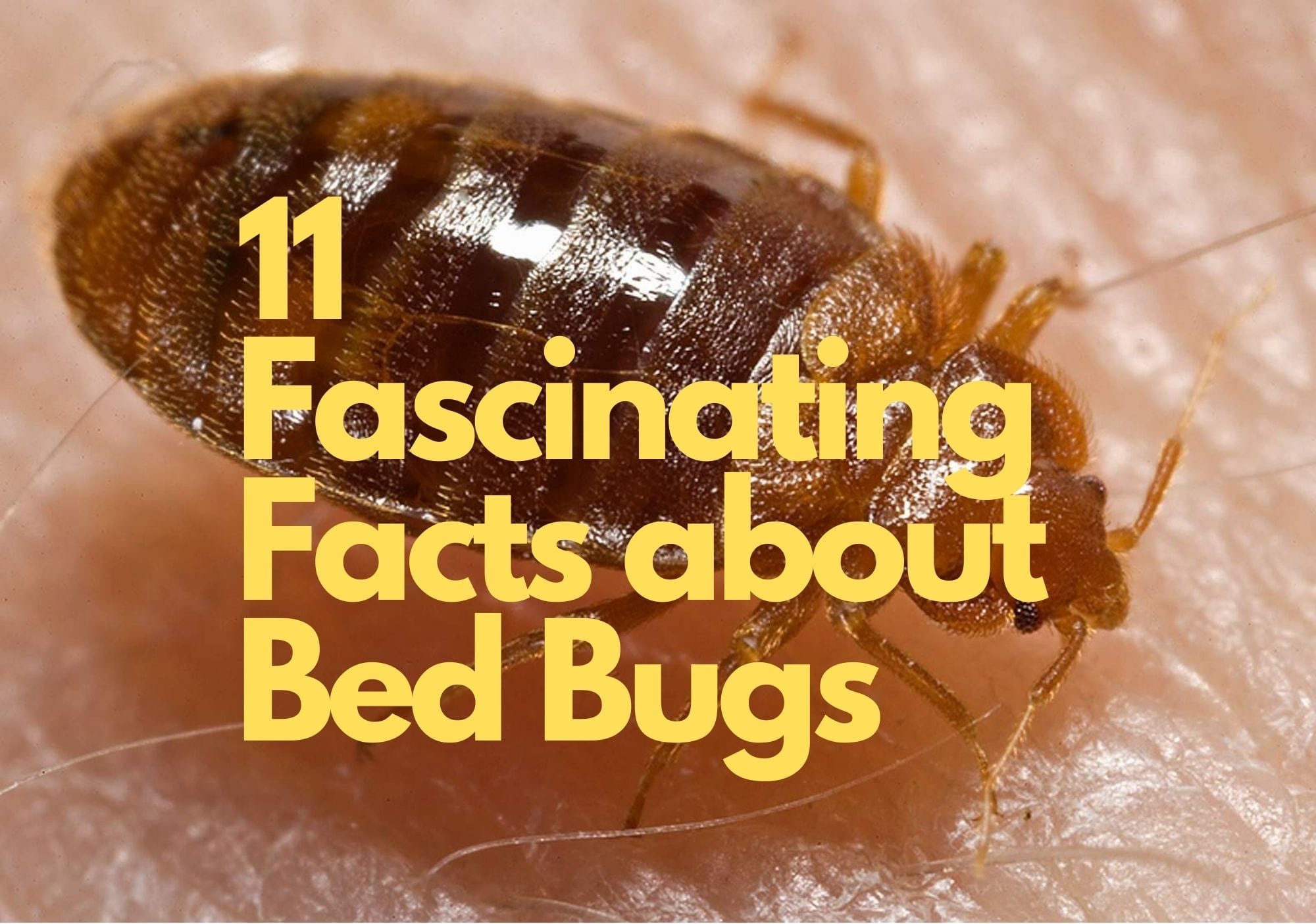 Detail Photo Bed Bug Nomer 46