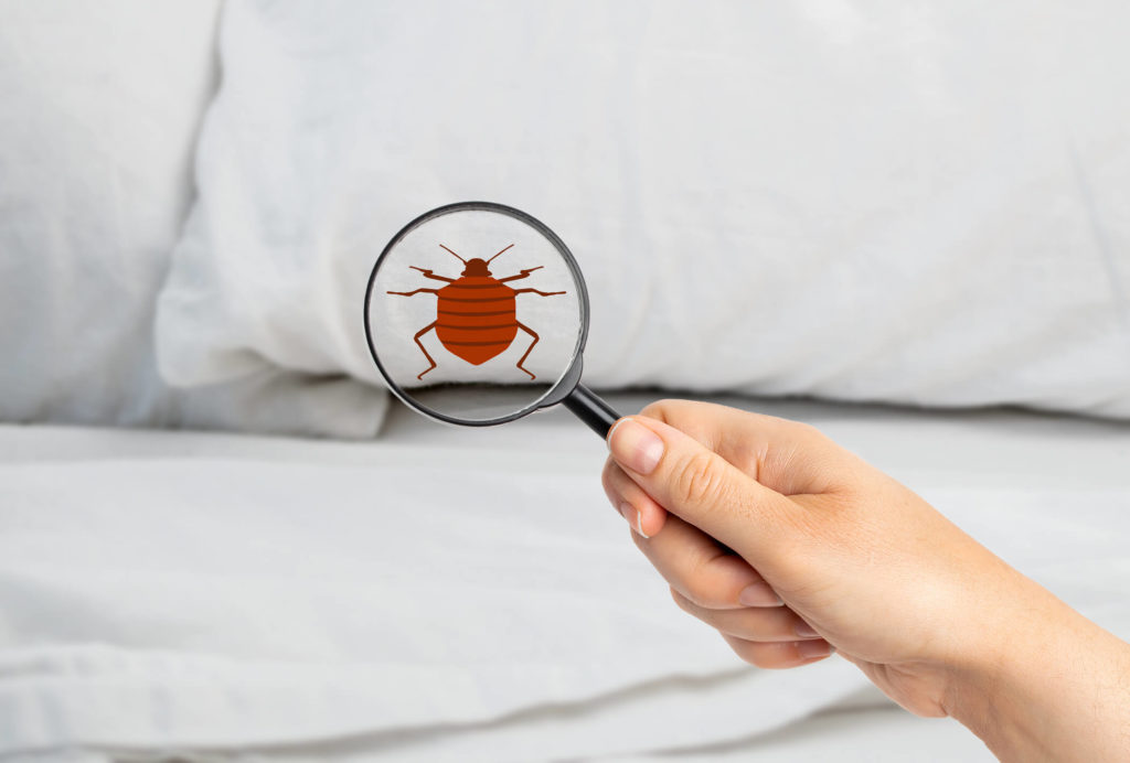Detail Photo Bed Bug Nomer 49