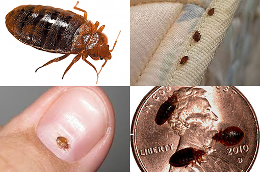 Detail Photo Bed Bug Nomer 51