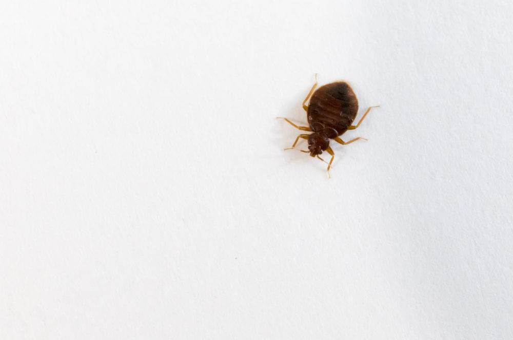 Detail Photo Bed Bug Nomer 52