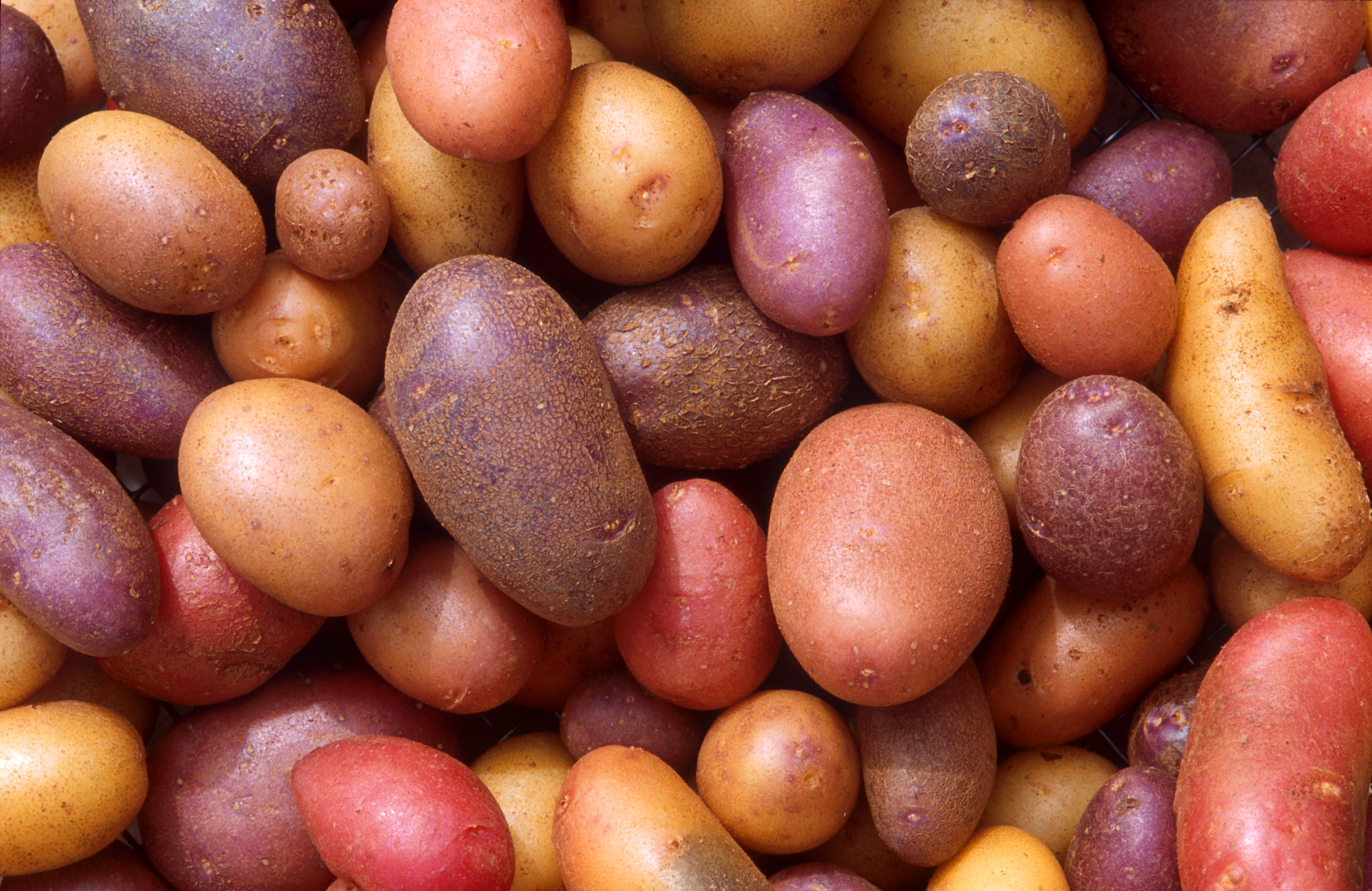 Detail Photo Of A Potato Nomer 11