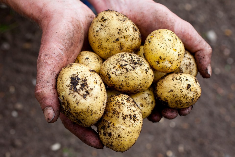 Detail Photo Of A Potato Nomer 34