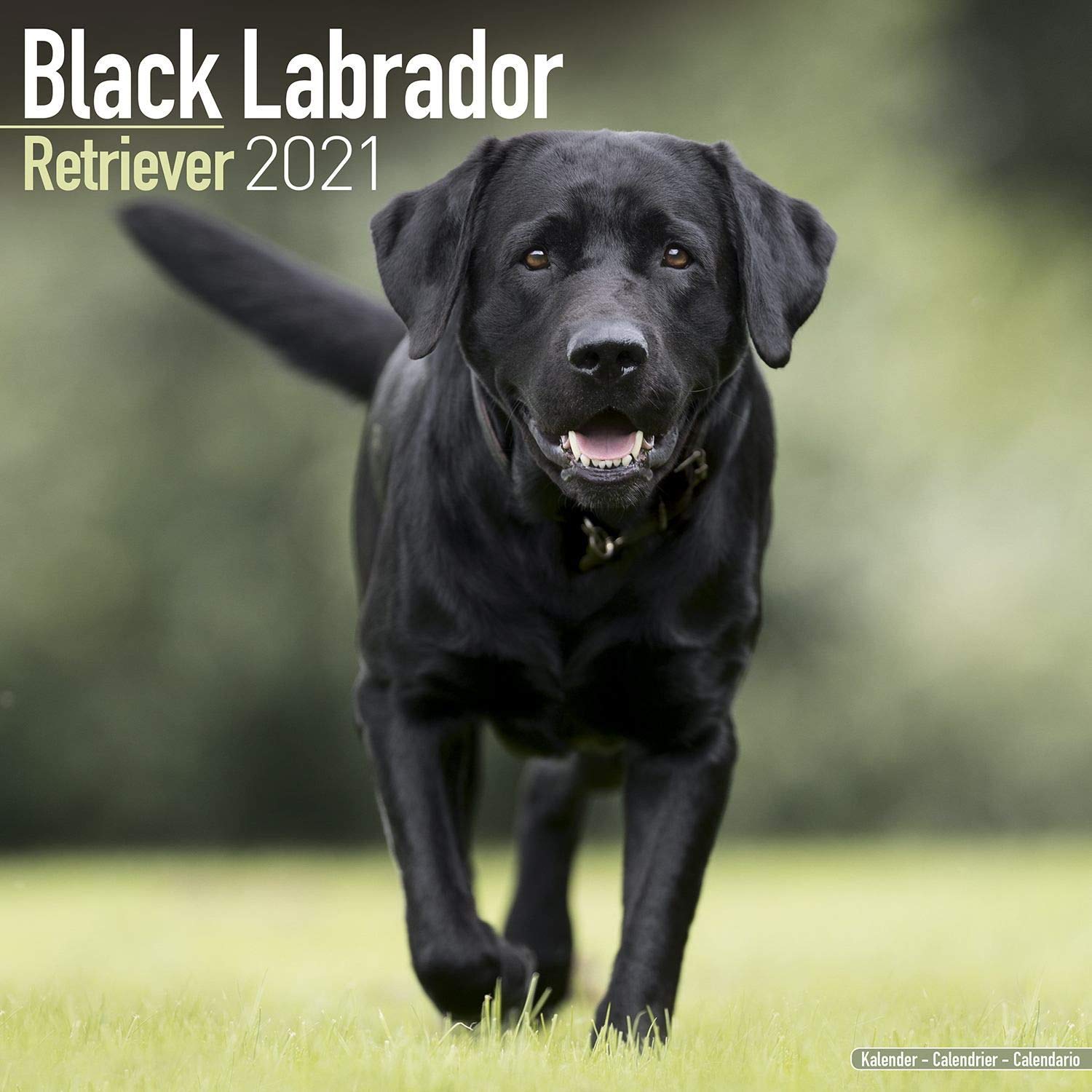 Detail Photo Of Labrador Retriever Nomer 29