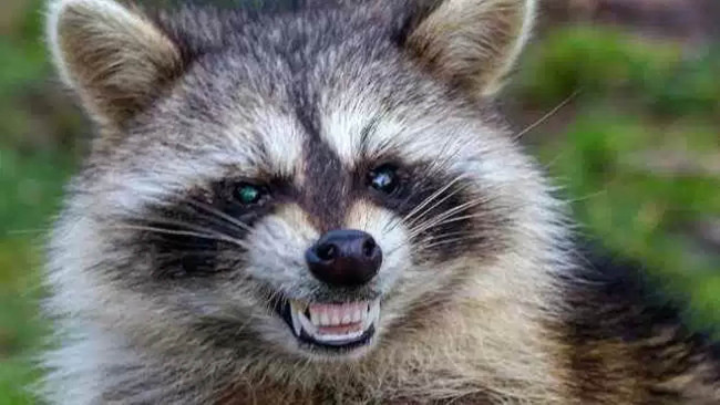 Detail Photo Of Raccoon Nomer 41
