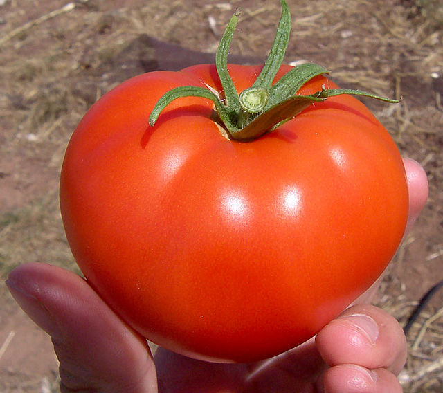 Detail Photo Of Tomato Nomer 23