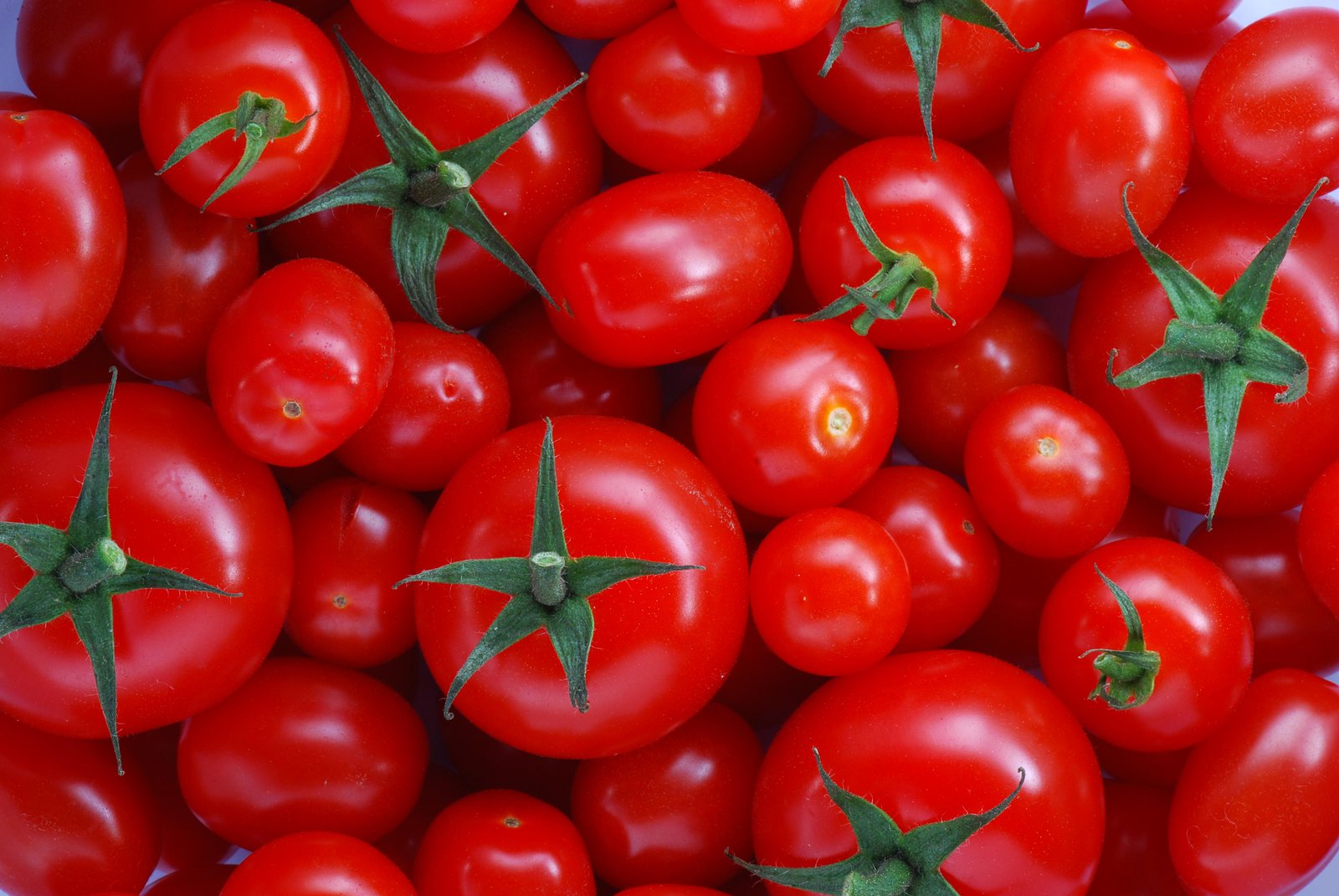 Detail Photo Of Tomato Nomer 56