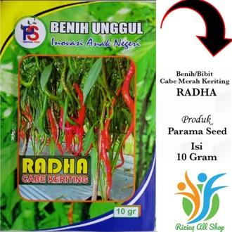 Detail Master Gambar Cabe Keriting Nomer 16