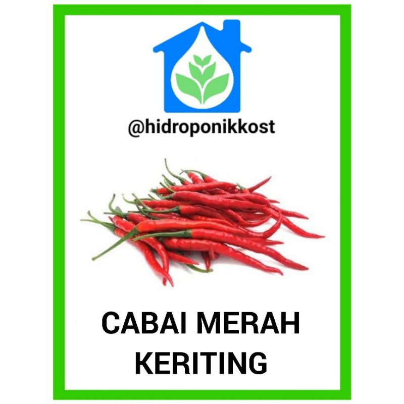Detail Master Gambar Cabe Keriting Nomer 23