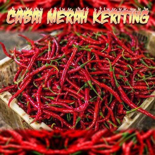 Detail Master Gambar Cabe Keriting Nomer 24