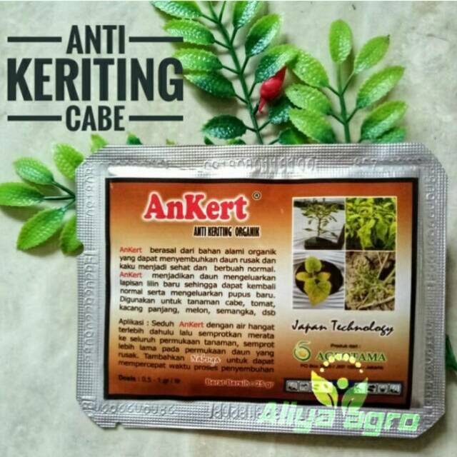 Detail Master Gambar Cabe Keriting Nomer 25