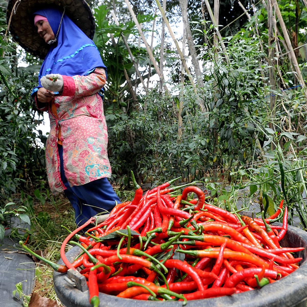 Detail Master Gambar Cabe Keriting Nomer 27