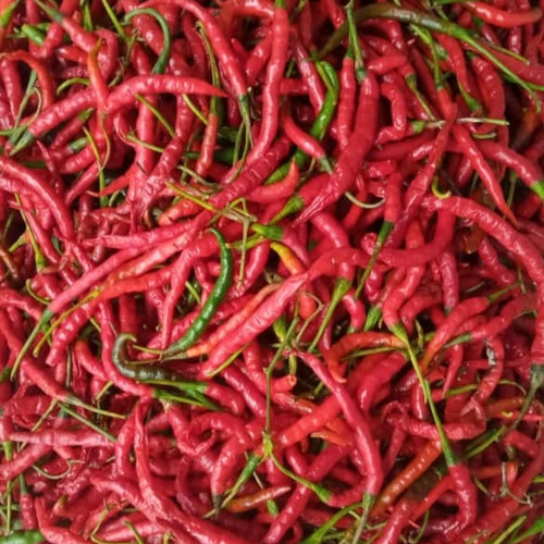Detail Master Gambar Cabe Keriting Nomer 30
