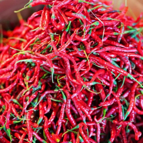 Detail Master Gambar Cabe Keriting Nomer 31
