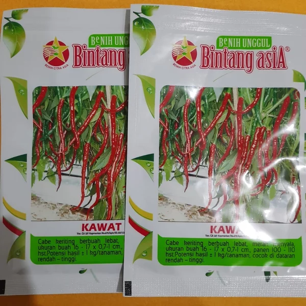 Detail Master Gambar Cabe Keriting Nomer 38