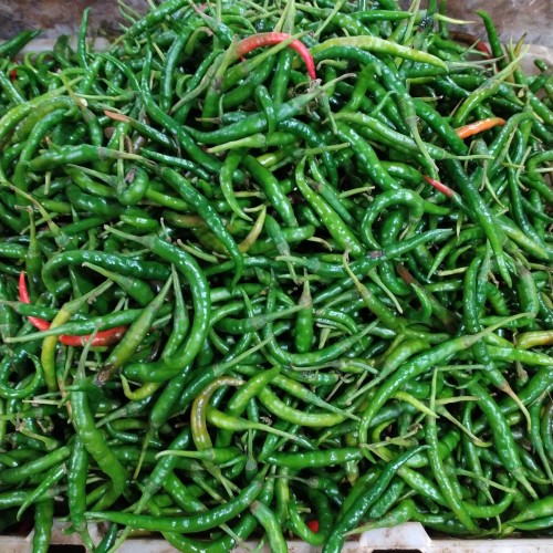 Detail Master Gambar Cabe Keriting Nomer 42