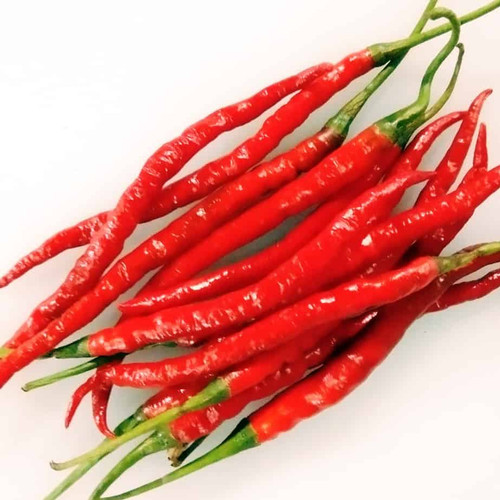 Detail Master Gambar Cabe Keriting Nomer 44