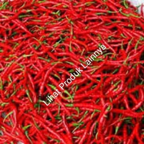 Detail Master Gambar Cabe Keriting Nomer 45