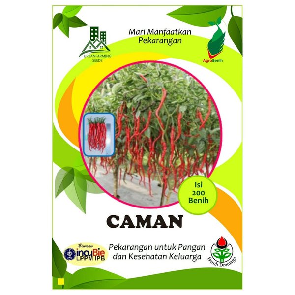 Detail Master Gambar Cabe Keriting Nomer 47