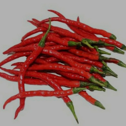 Detail Master Gambar Cabe Keriting Nomer 48
