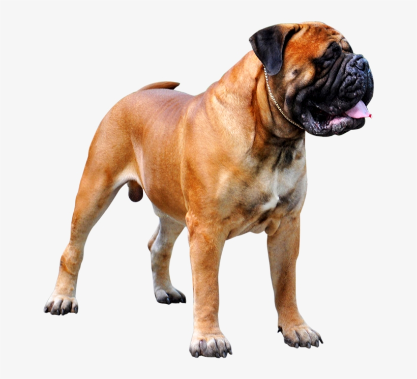 Detail Mastiff Png Nomer 9