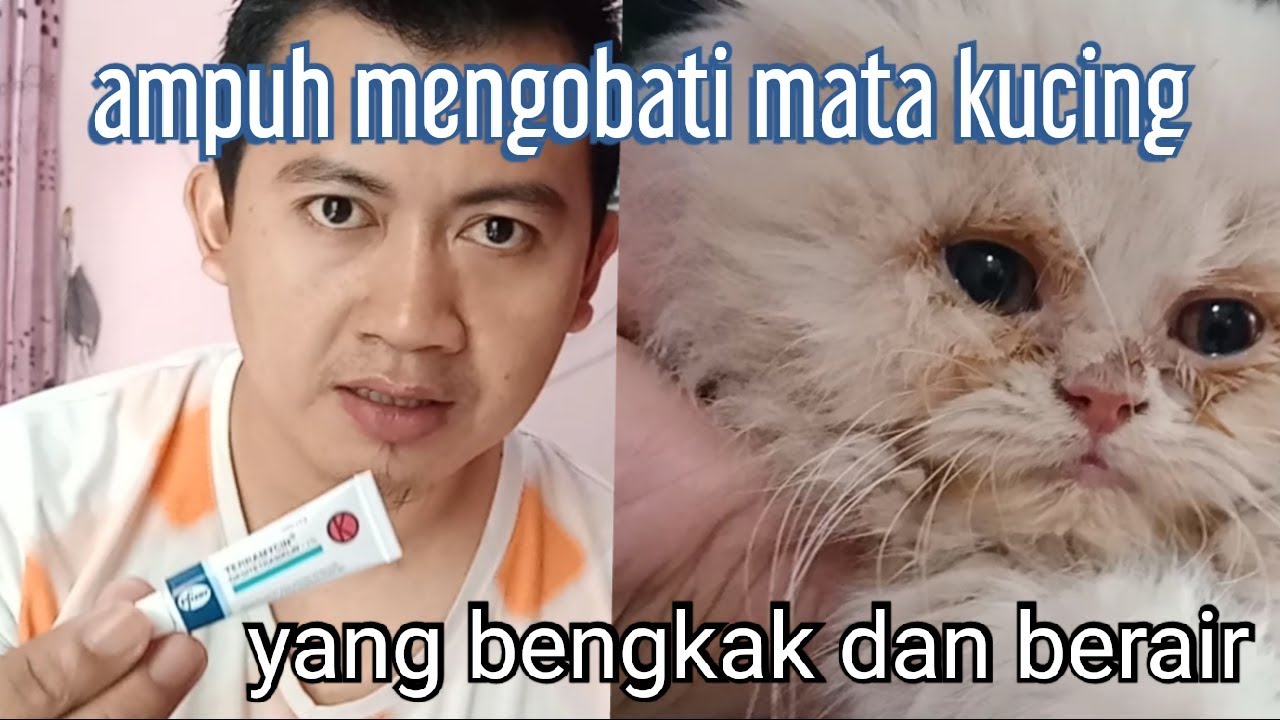 Detail Mata Anak Kucing Tertutup Sebelah Nomer 32