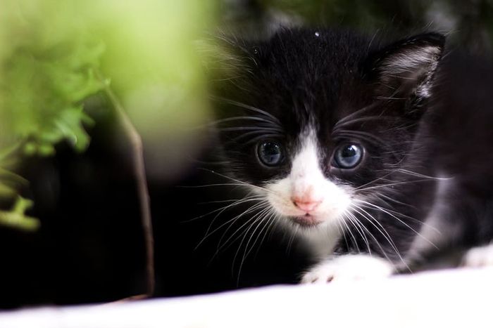 Detail Mata Anak Kucing Tertutup Sebelah Nomer 37