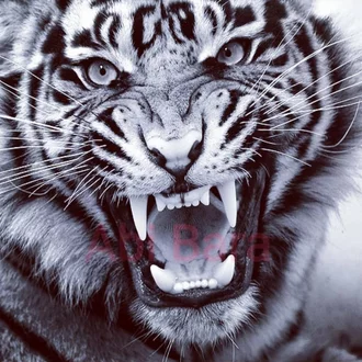 Detail Mata Harimau Putih Nomer 30