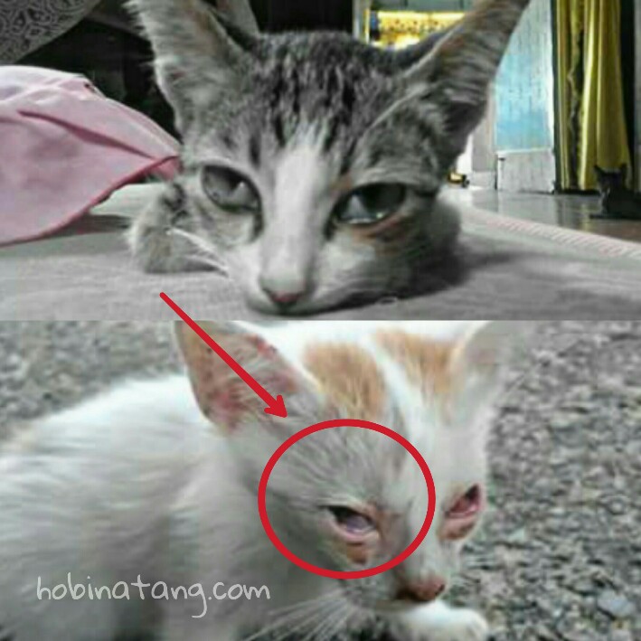 Detail Mata Kucing Berkabut Nomer 3