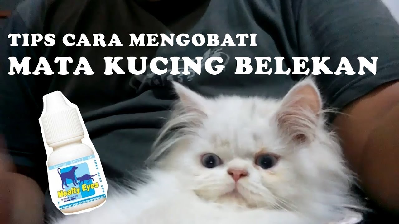 Detail Mata Kucing Berkabut Nomer 19