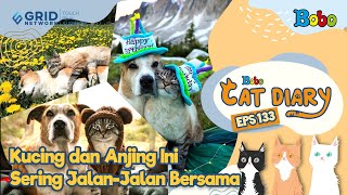 Detail Mata Kucing Berkabut Nomer 26