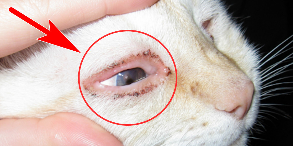 Detail Mata Kucing Berselaput Putih Nomer 45