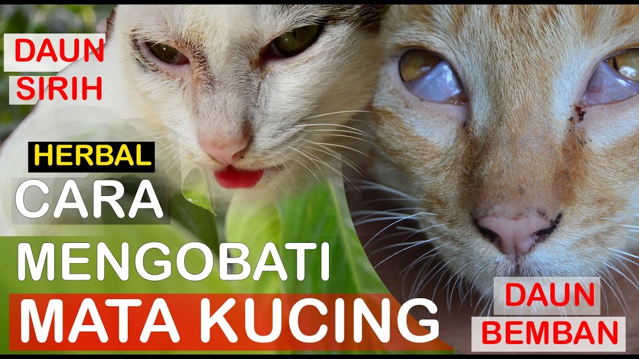 Detail Mata Kucing Berselaput Putih Nomer 6