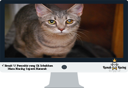 Detail Mata Kucing Juling Nomer 17