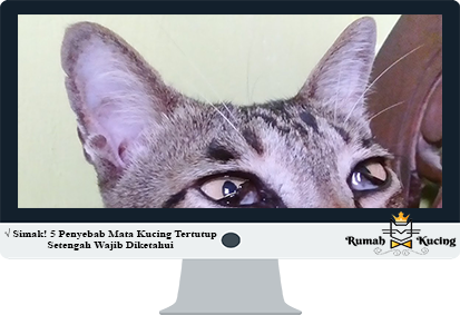 Detail Mata Kucing Juling Nomer 41
