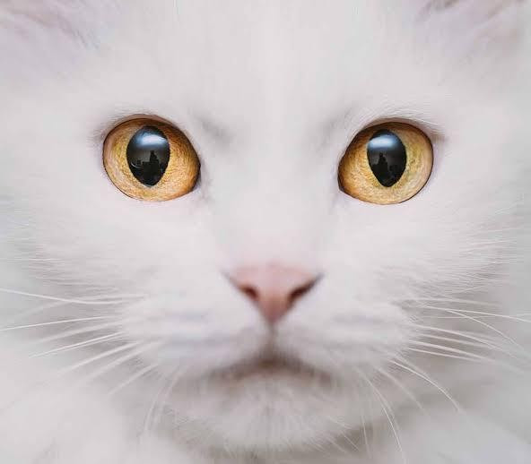 Detail Mata Kucing Putih Nomer 13