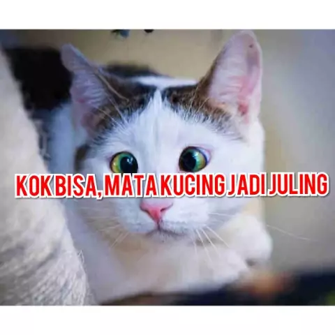 Detail Mata Kucing Putih Nomer 41