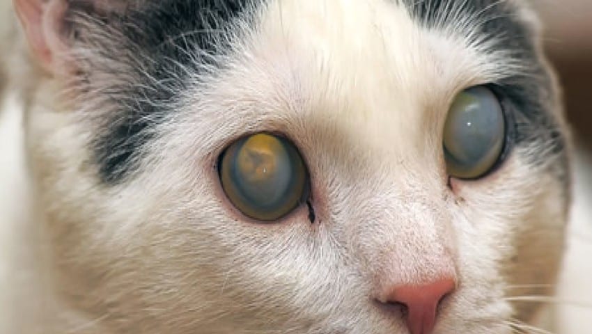 Detail Mata Kucing Putih Nomer 6