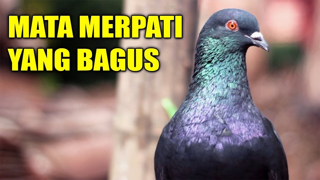 Mata Merpati Tinggian Yang Bagus - KibrisPDR