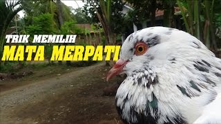 Detail Mata Merpati Tinggian Yang Bagus Nomer 15