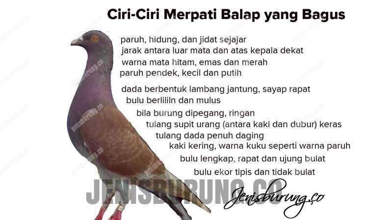 Detail Mata Merpati Tinggian Yang Bagus Nomer 23