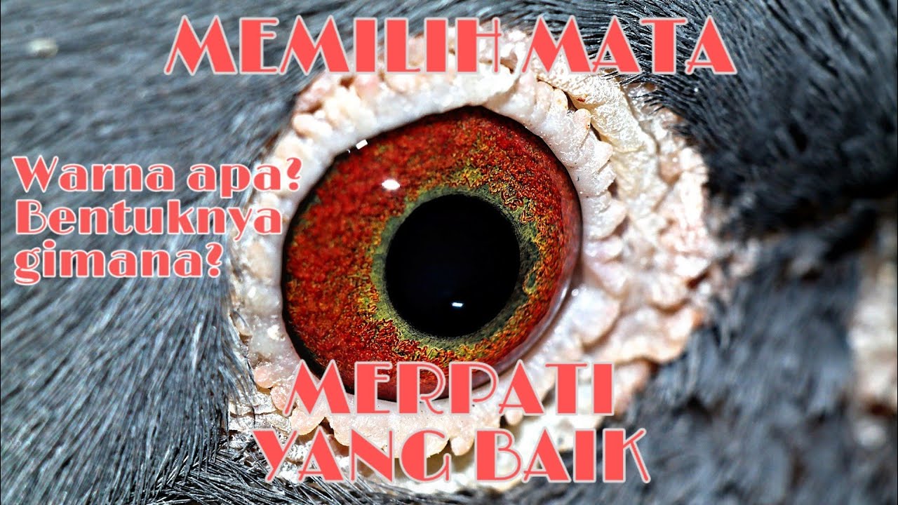 Detail Mata Merpati Tinggian Yang Bagus Nomer 3