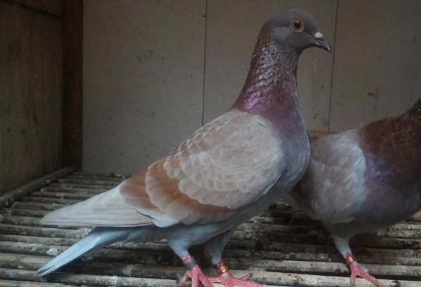 Detail Mata Merpati Tinggian Yang Bagus Nomer 30
