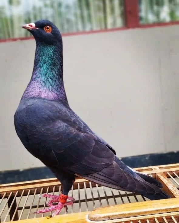 Detail Mata Merpati Tinggian Yang Bagus Nomer 31