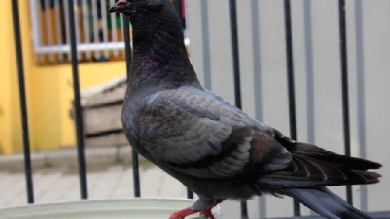 Detail Mata Merpati Tinggian Yang Bagus Nomer 39
