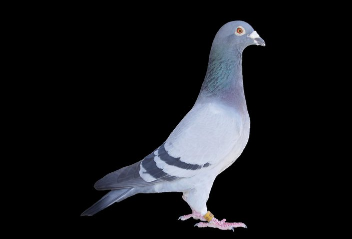 Detail Mata Merpati Tinggian Yang Bagus Nomer 41